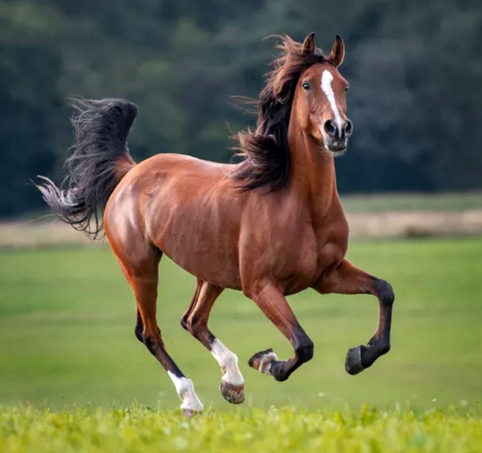 آموزش سوارکاری از مبتدی تا پیشرفته