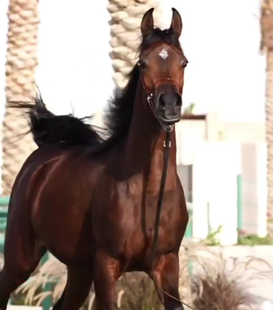 آموزش تخصصی رام کردن اسب