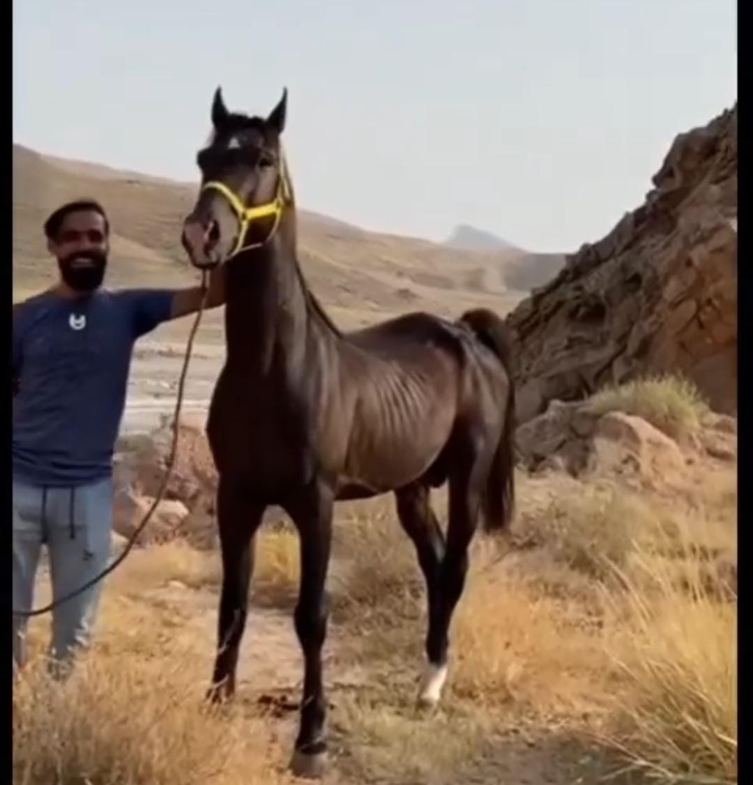 پانسیون و نگهداری از اسب