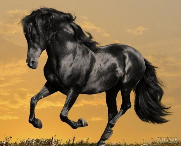 خرید و فروش انواع نژادهای مختلف اسب