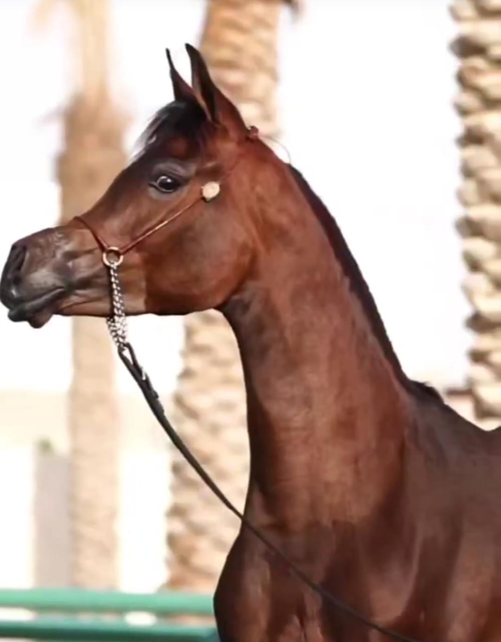 مشاوره در خرید و فروش